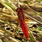 --- Feuerlibelle (Crocothemis erythraea) ---