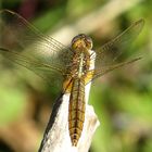 --- Feuerlibelle (Crocothemis erythraea) ---