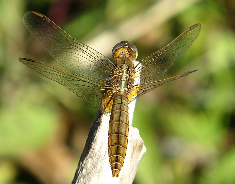 --- Feuerlibelle (Crocothemis erythraea) ---