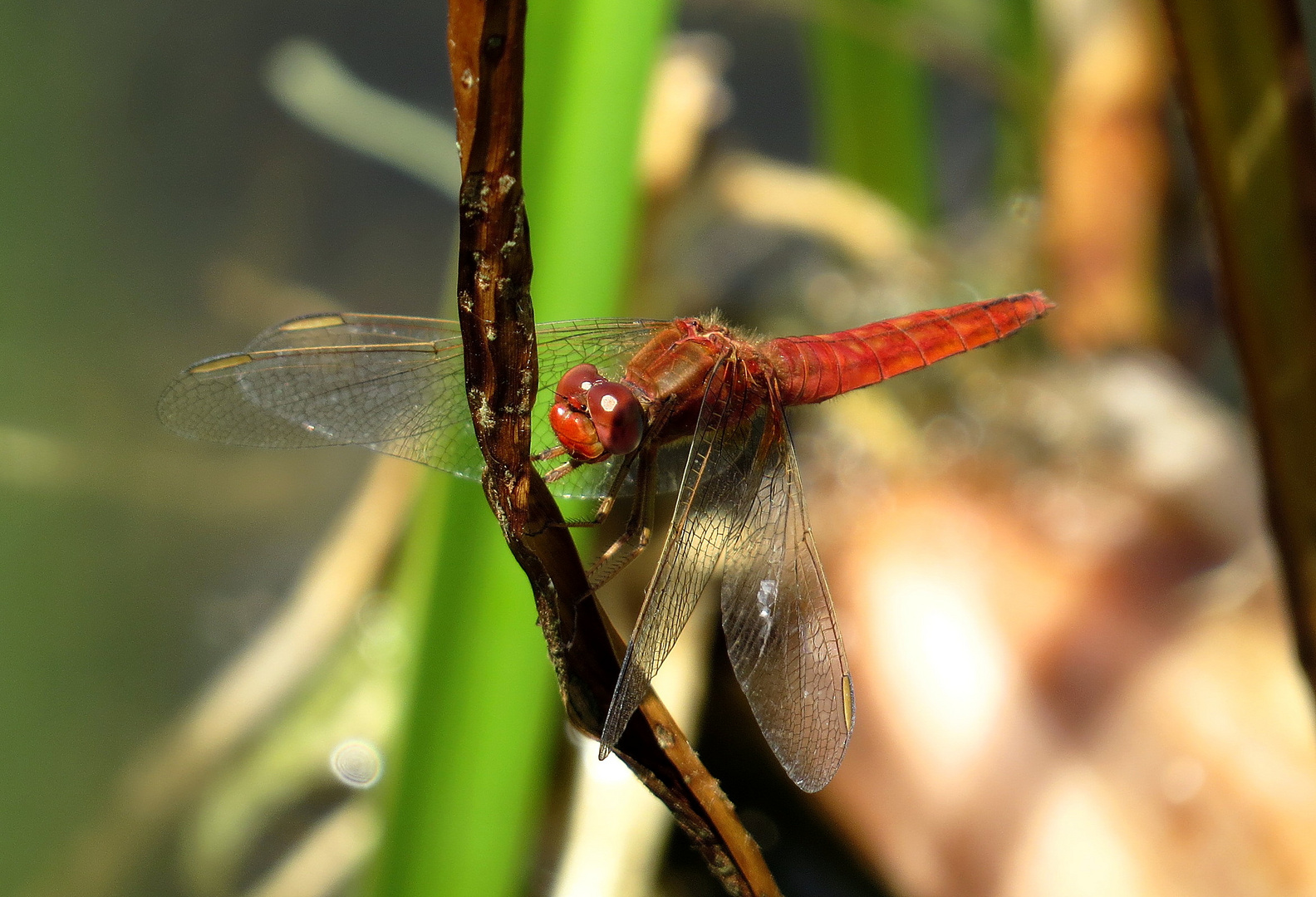 ... Feuerlibelle (Crocothemis erythraea) ...