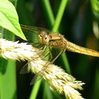 ... Feuerlibelle (Crocothemis erythraea) ...