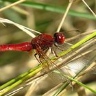 --- Feuerlibelle (Crocothemis erythraea) ---