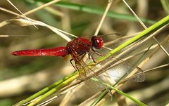 --- Feuerlibelle (Crocothemis erythraea) ---