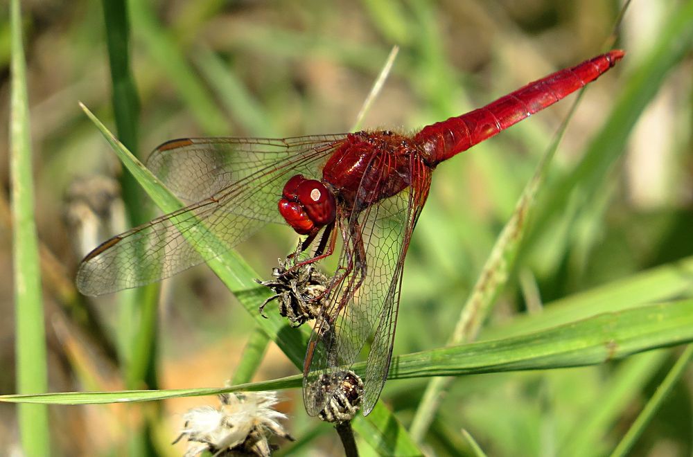 --- Feuerlibelle (Crocothemis erythraea) ---