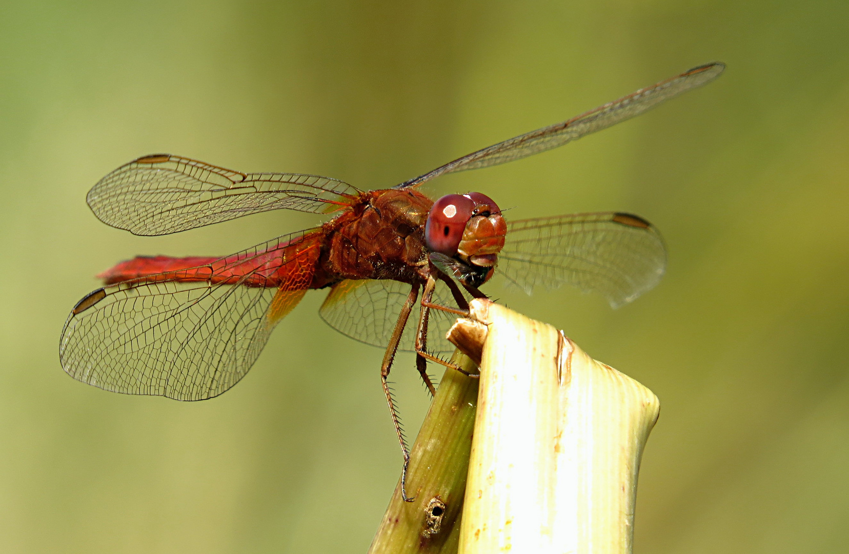 --- Feuerlibelle (Crocothemis erythraea) ---