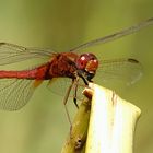 --- Feuerlibelle (Crocothemis erythraea) ---