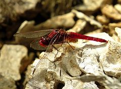 --- Feuerlibelle (Crocothemis erythraea) ---