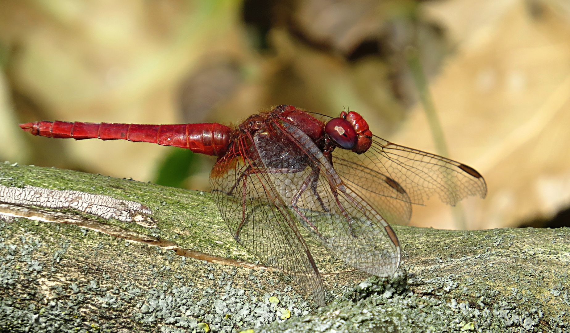 --- Feuerlibelle (Crocothemis erythraea) ---