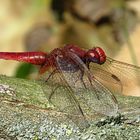 --- Feuerlibelle (Crocothemis erythraea) ---