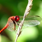 --- Feuerlibelle (Crocothemis erythraea) ---