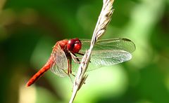 --- Feuerlibelle (Crocothemis erythraea) ---