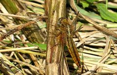 --- Feuerlibelle (Crocothemis erythraea) ---