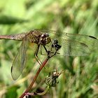 --- Feuerlibelle (Crocothemis erythraea) ---