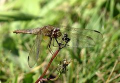 --- Feuerlibelle (Crocothemis erythraea) ---