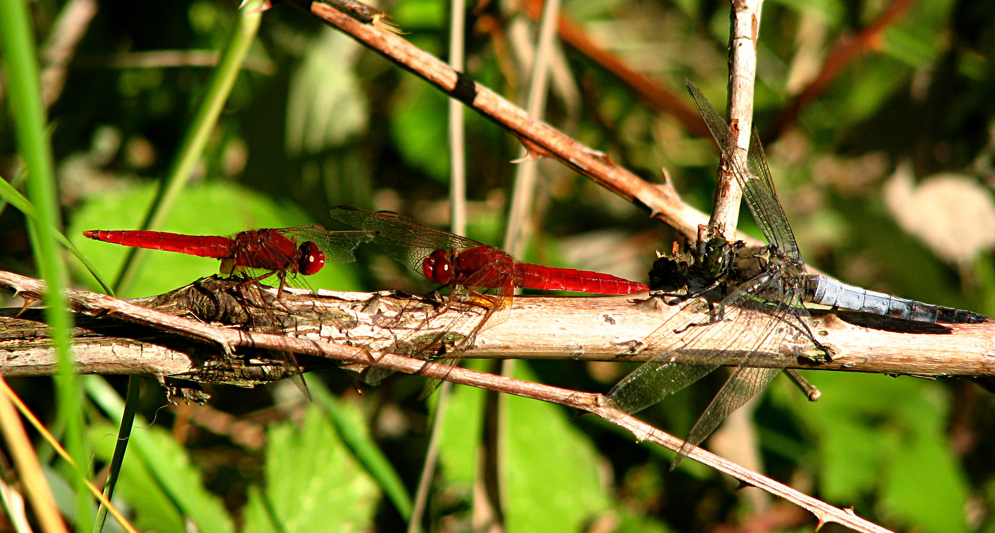 --- Feuerlibelle (Crocothemis erythraea) ---