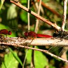 --- Feuerlibelle (Crocothemis erythraea) ---