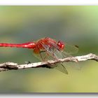 Feuerlibelle - Crocothemis erythraea