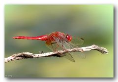 Feuerlibelle - Crocothemis erythraea