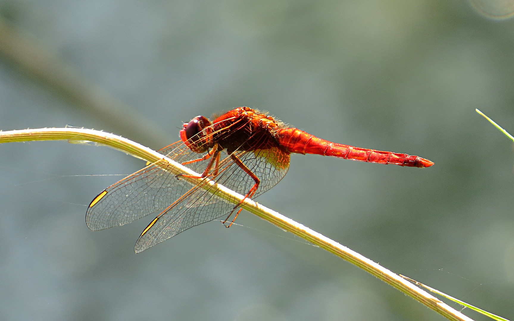 --- Feuerlibelle (Crocothemis erythraea) ---