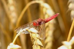 --- Feuerlibelle (Crocothemis erythraea) --- 