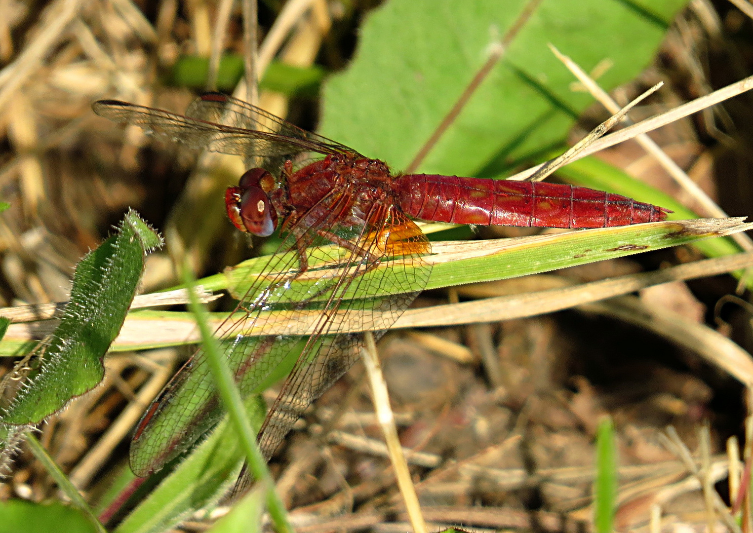 --- Feuerlibelle (Crocothemis erythraea) ---