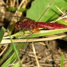 --- Feuerlibelle (Crocothemis erythraea) ---