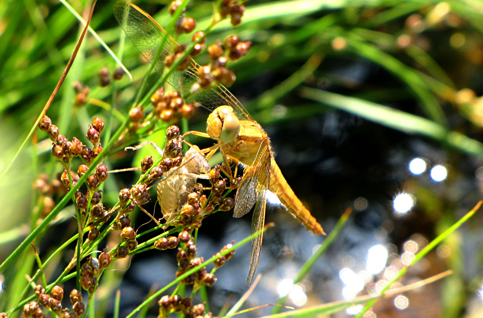 --- Feuerlibelle (Crocothemis erythraea) ---