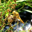 --- Feuerlibelle (Crocothemis erythraea) ---