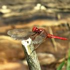 --- Feuerlibelle (Crocothemis erythraea) ---