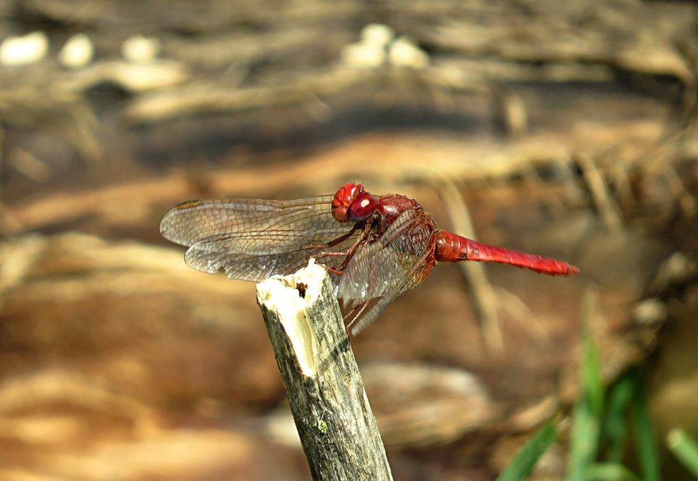 --- Feuerlibelle (Crocothemis erythraea) ---