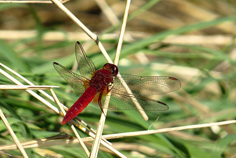 --- Feuerlibelle (Crocothemis erythraea) ---