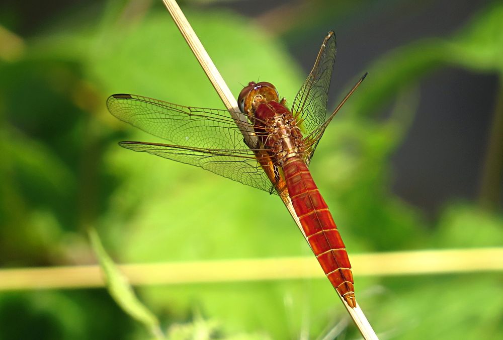 --- Feuerlibelle (Crocothemis erythraea) ---