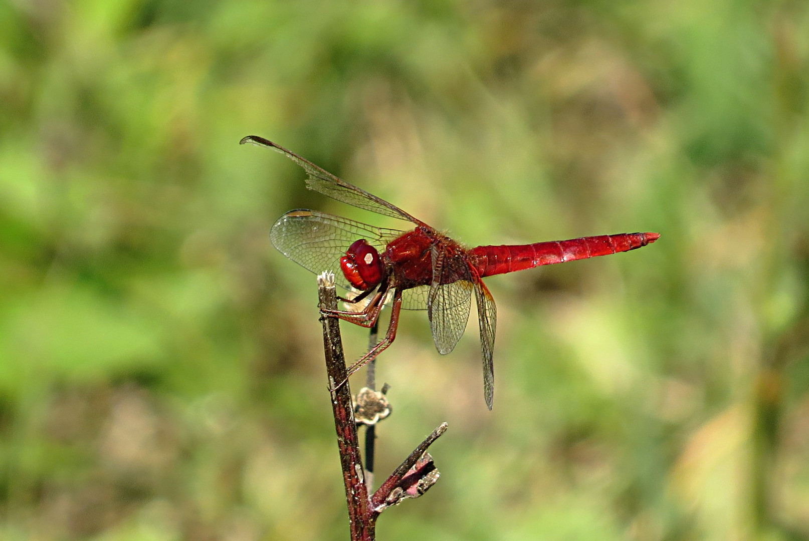 --- Feuerlibelle (Crocothemis erythraea) ---