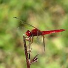 --- Feuerlibelle (Crocothemis erythraea) ---