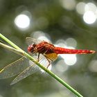 --- Feuerlibelle (Crocothemis erythraea) ---