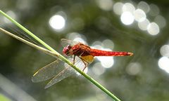 --- Feuerlibelle (Crocothemis erythraea) ---