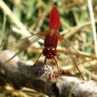 --- Feuerlibelle (Crocothemis erythraea) ---