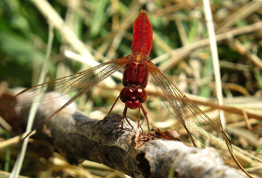 --- Feuerlibelle (Crocothemis erythraea) ---