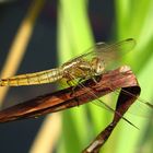 ... Feuerlibelle (Crocothemis erythraea) ...