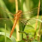 Feuerlibelle (Crocothemis erythraea), frisch geschlüpftes Männchen