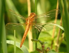 Feuerlibelle (Crocothemis erythraea), frisch geschlüpftes Männchen