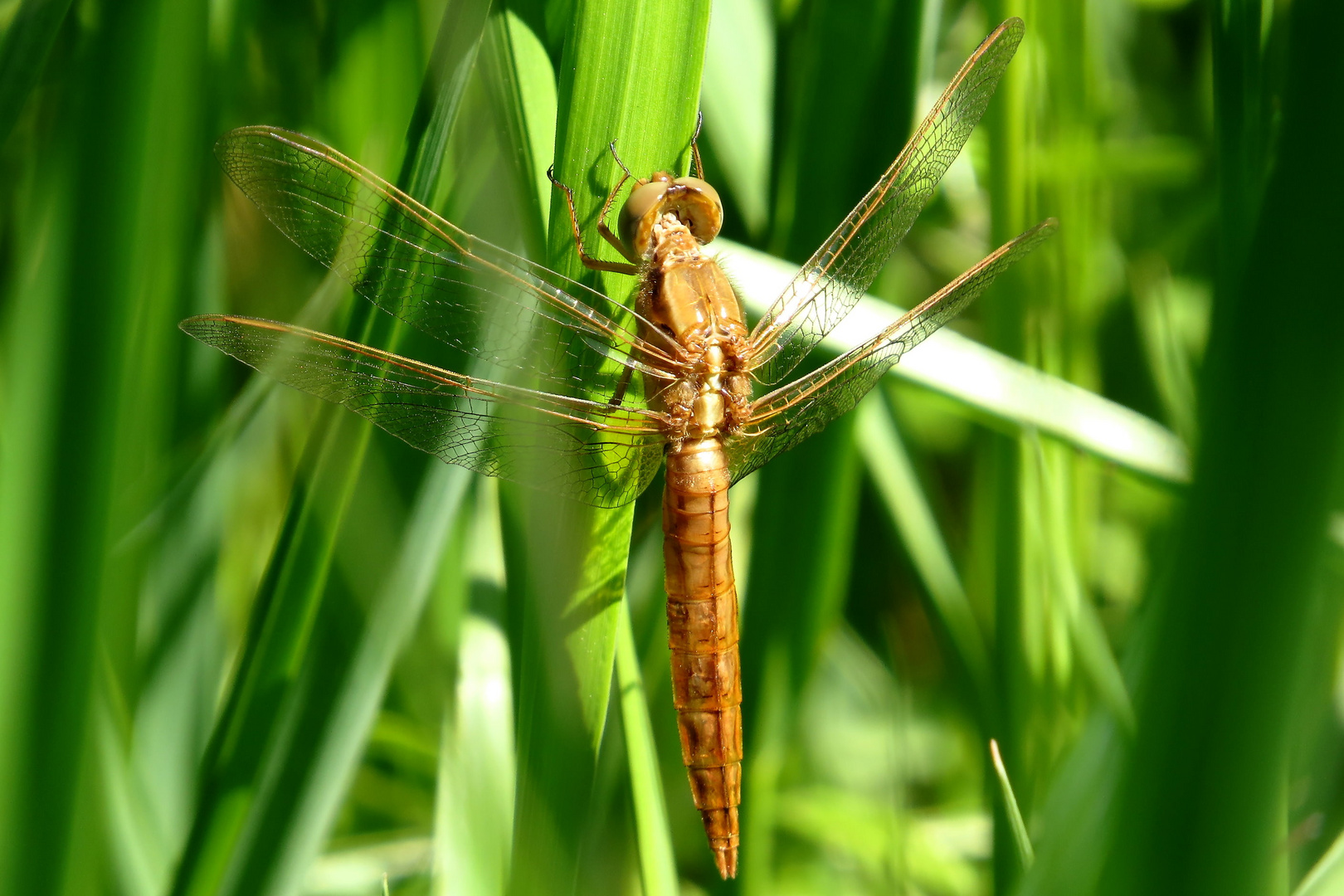 Feuerlibelle (Crocothemis erythraea), frisch geschlüpftes Männchen