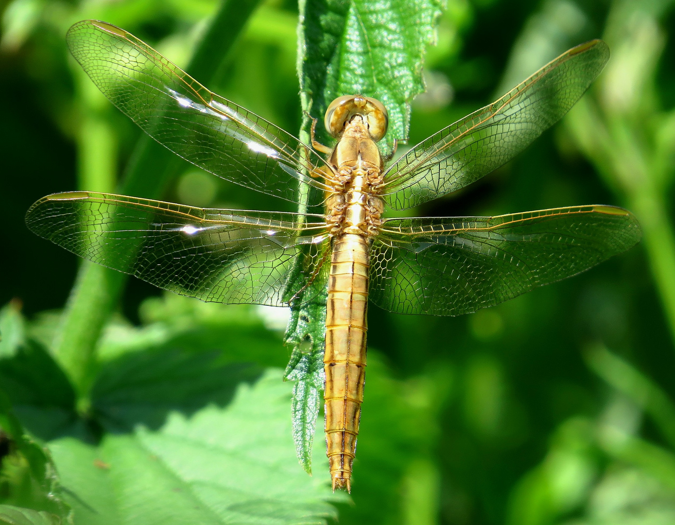 Feuerlibelle (Crocothemis erythraea), frisch geschlüpftes Weibchen