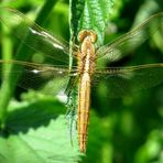 Feuerlibelle (Crocothemis erythraea), frisch geschlüpftes Weibchen