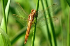  Feuerlibelle (Crocothemis erythraea), frisch geschlüpftes Weibchen