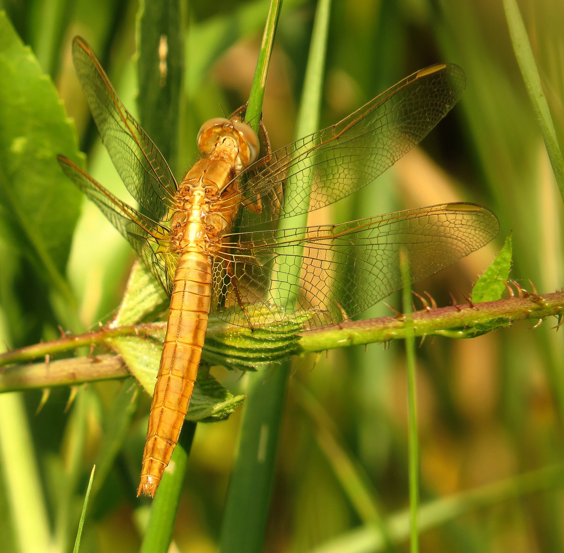 Feuerlibelle (Crocothemis erythraea), frisch geschlüpftes Weibchen