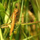 Feuerlibelle (Crocothemis erythraea), frisch geschlüpftes Weibchen