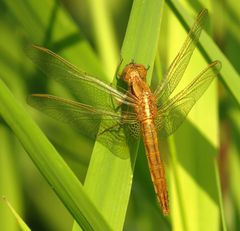 Feuerlibelle (Crocothemis erythraea), frisch geschlüpftes Weibchen