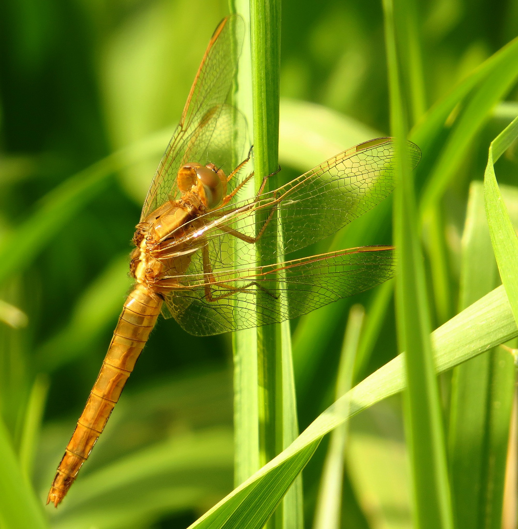 Feuerlibelle (Crocothemis erythraea), geschlüpftes Weibchen