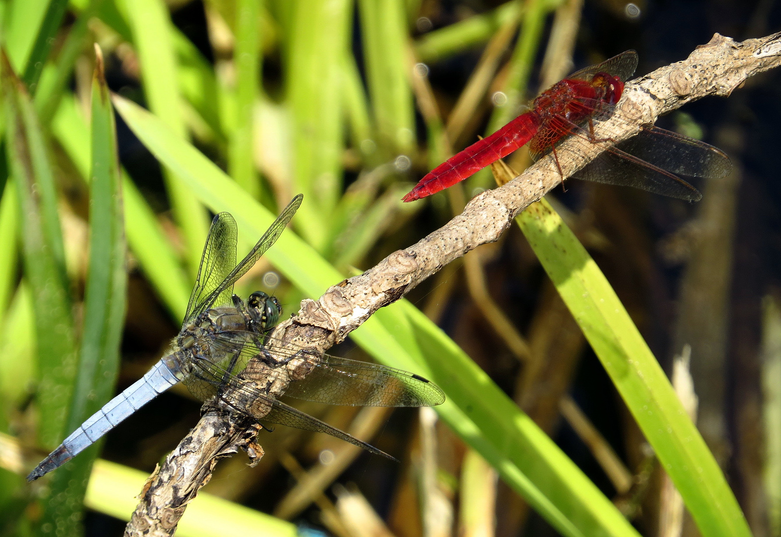 ... Feuerlibelle (Crocothemis erythraea) & Großer Blaupfeil (Orthetrum cancellatum) ...